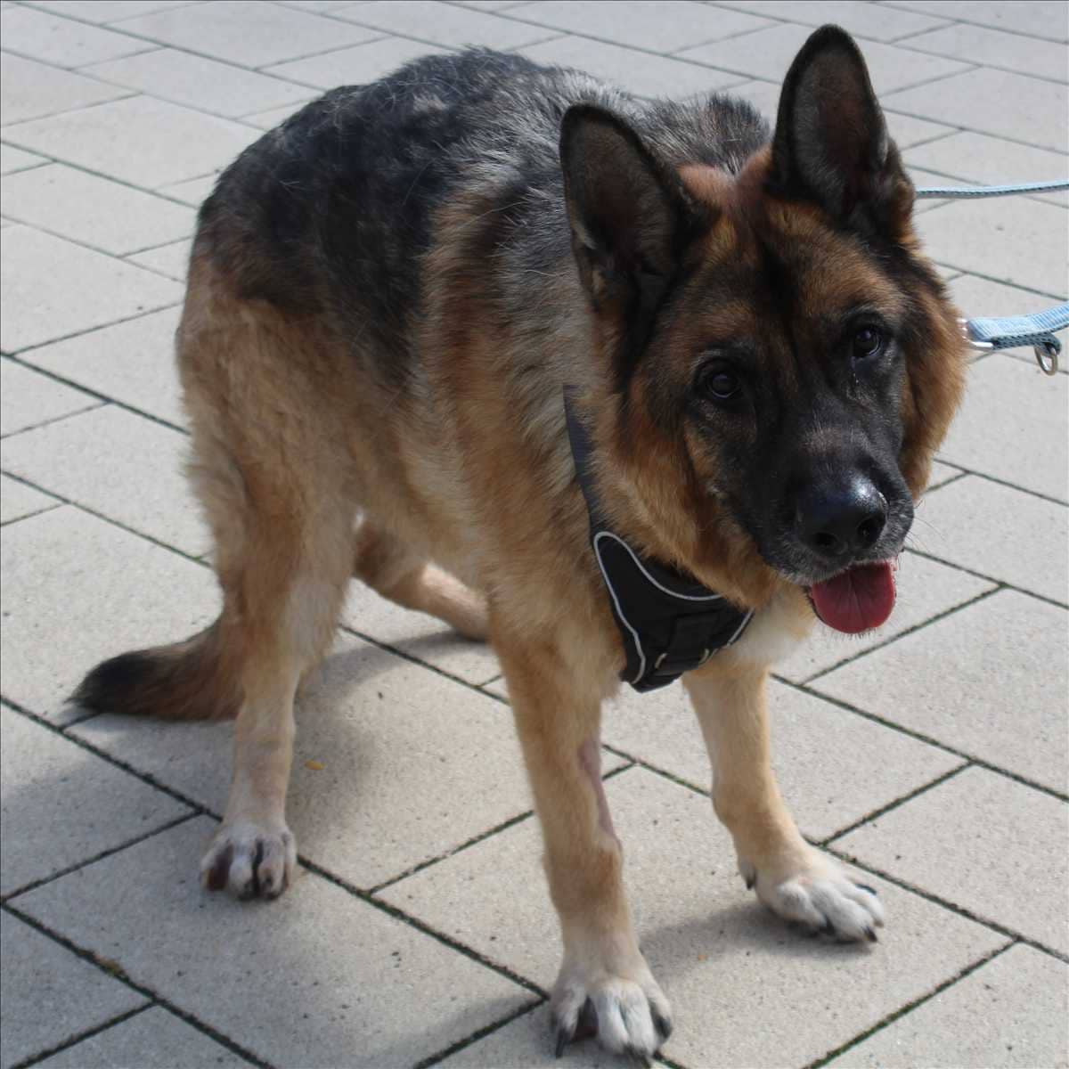 Rex, Deutscher Schäferhund sucht ein Zuhause in München