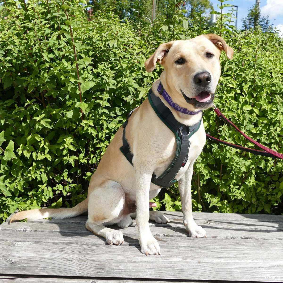 Max, Labrador-Kroatischer Schäferhund-Mischling sucht ein Zuhause in München
