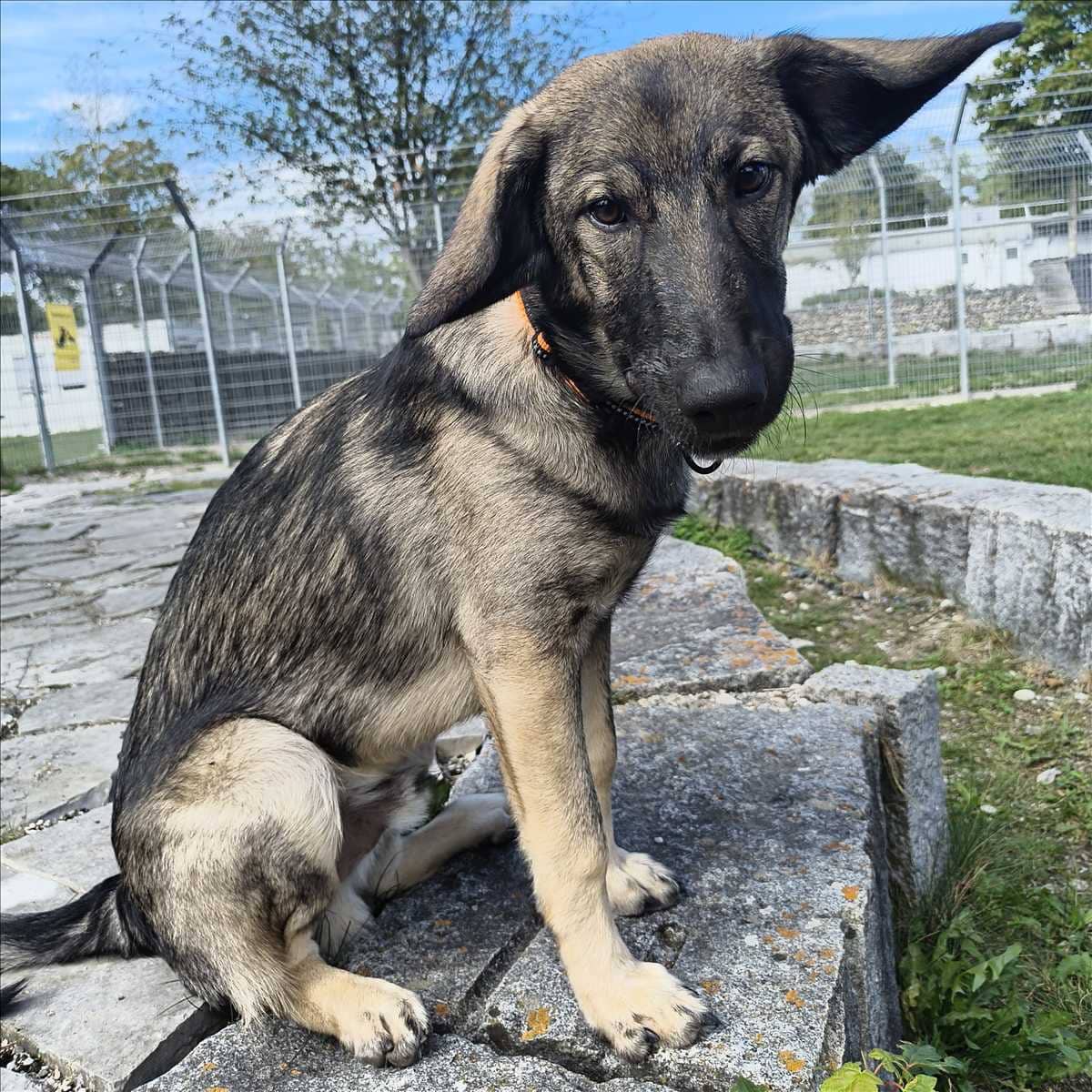 Kimbo, Mischlingswelpe sucht ein Zuhause in München