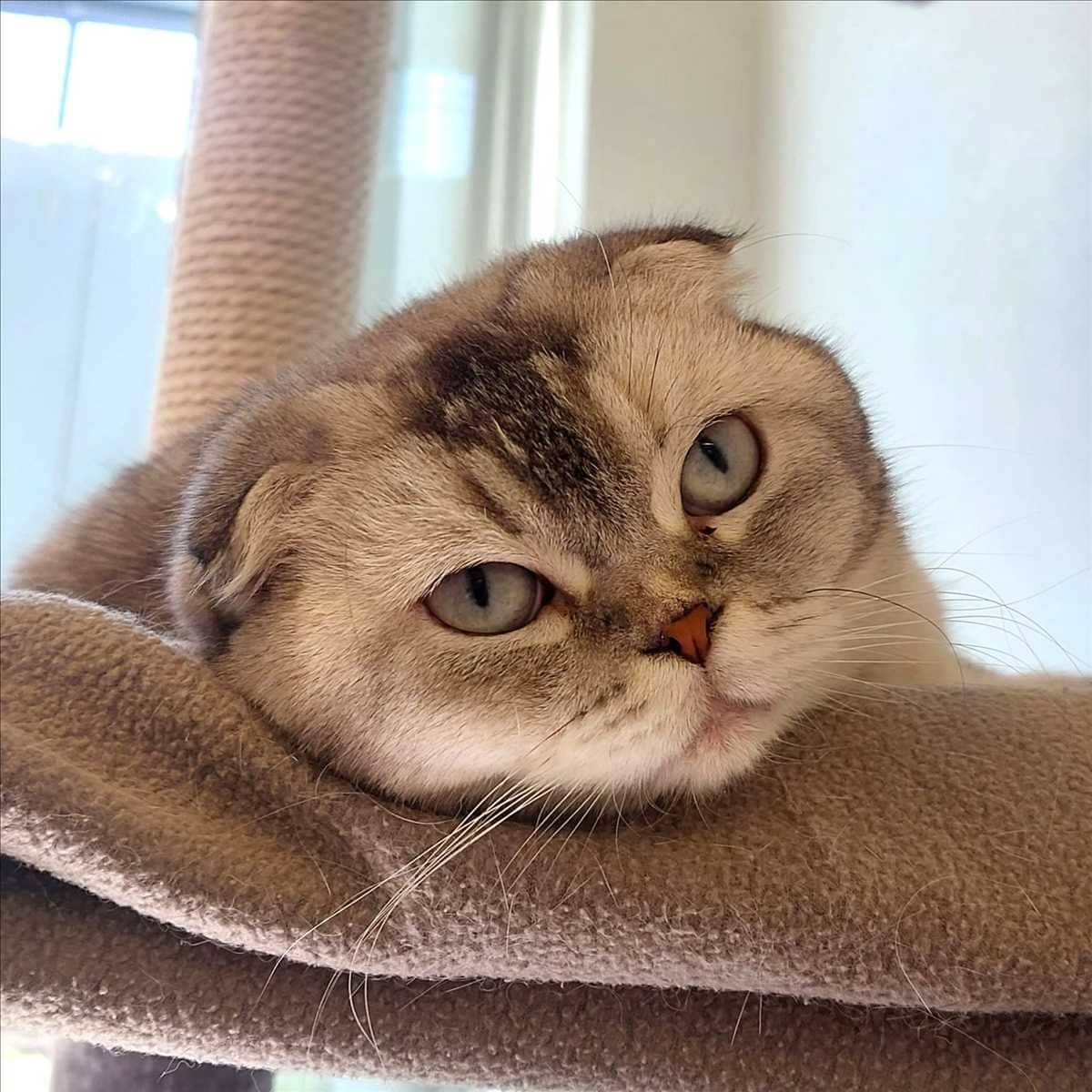 Inci, Scottish Fold (Kurzhaar) sucht ein Zuhause in München