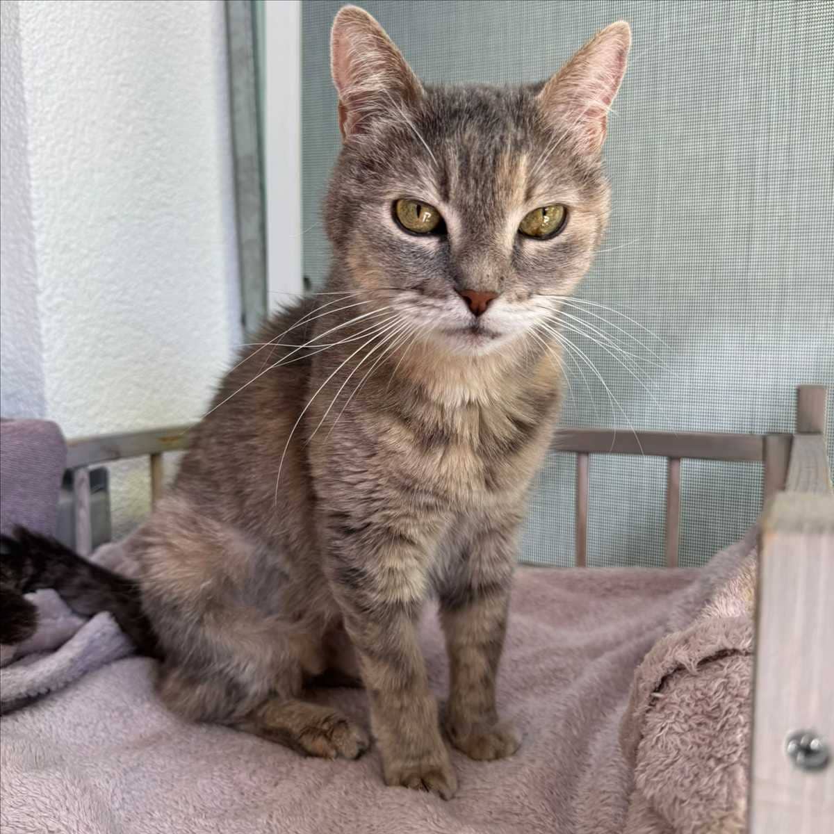 Silver, Europäisch Kurzhaar sucht ein Zuhause in München