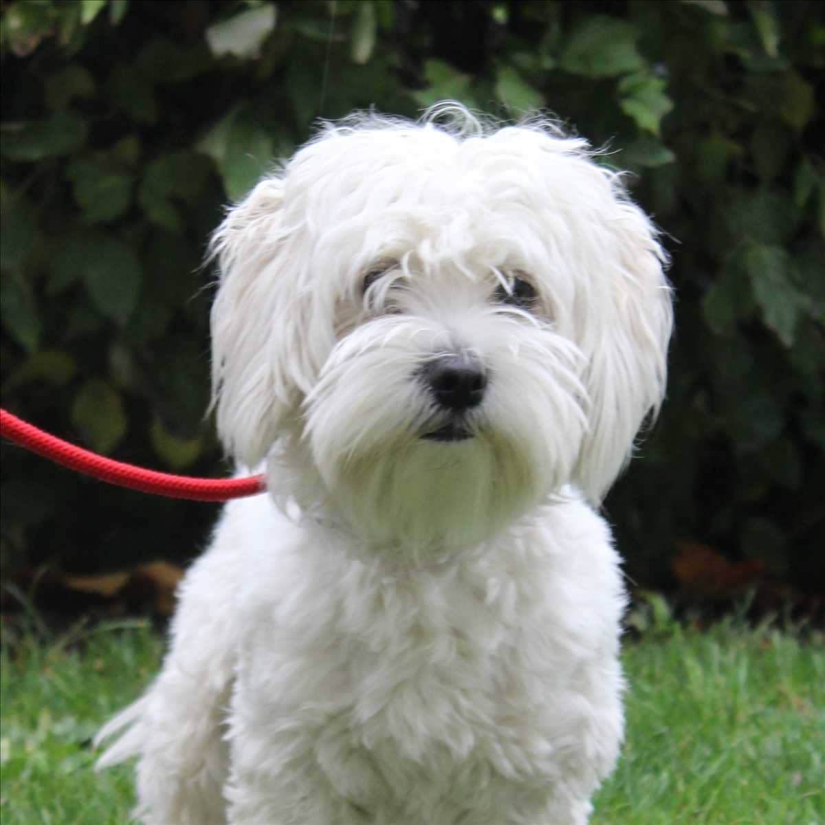 Ricardo, Maltipoo-Mischling sucht ein Zuhause in München