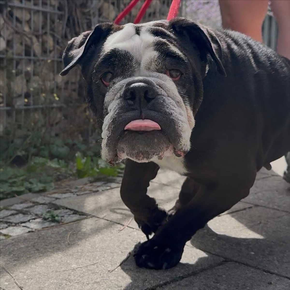 Shorty, Englische Bulldogge sucht ein Zuhause in München