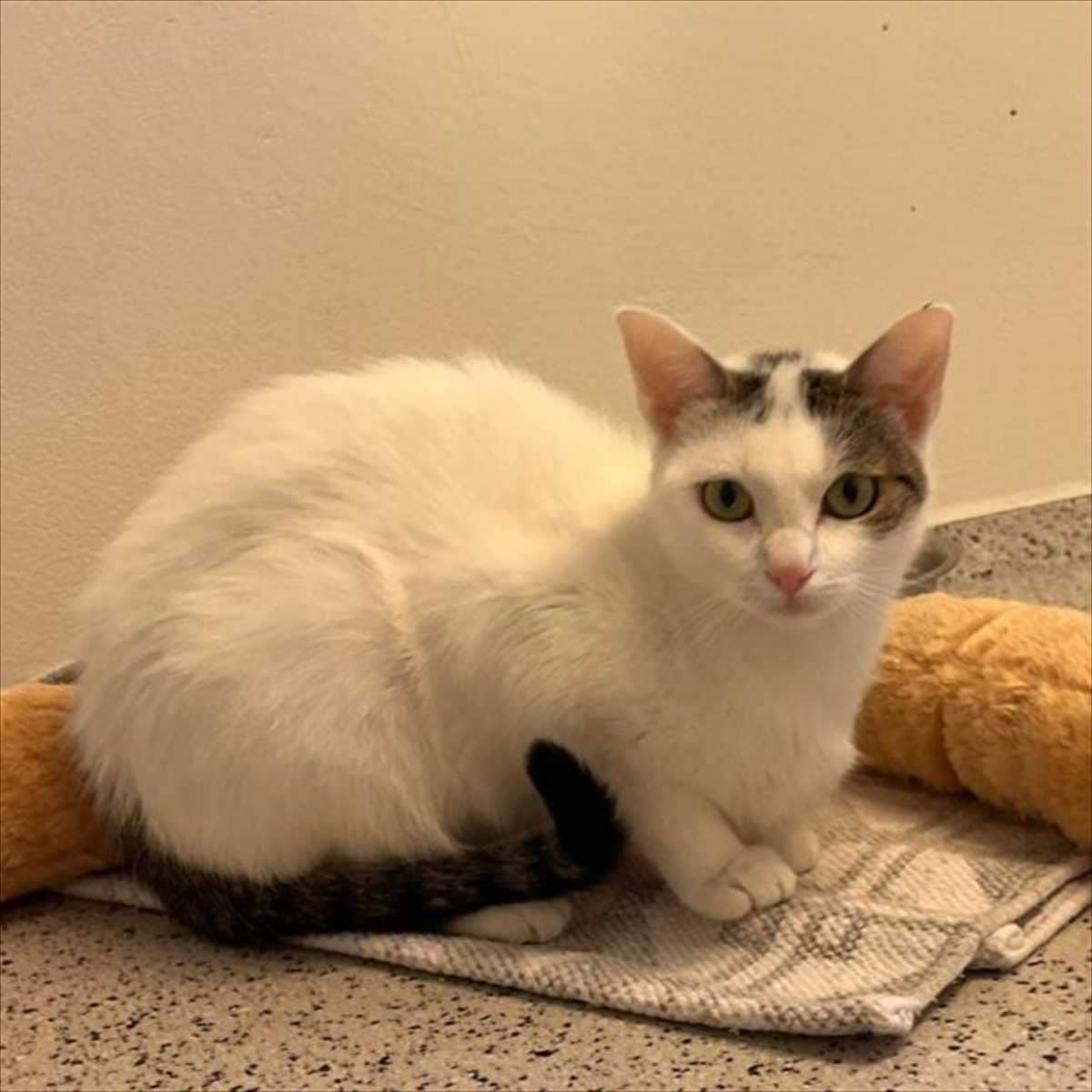 Cookie, Europäisch Kurzhaar sucht ein Zuhause in München