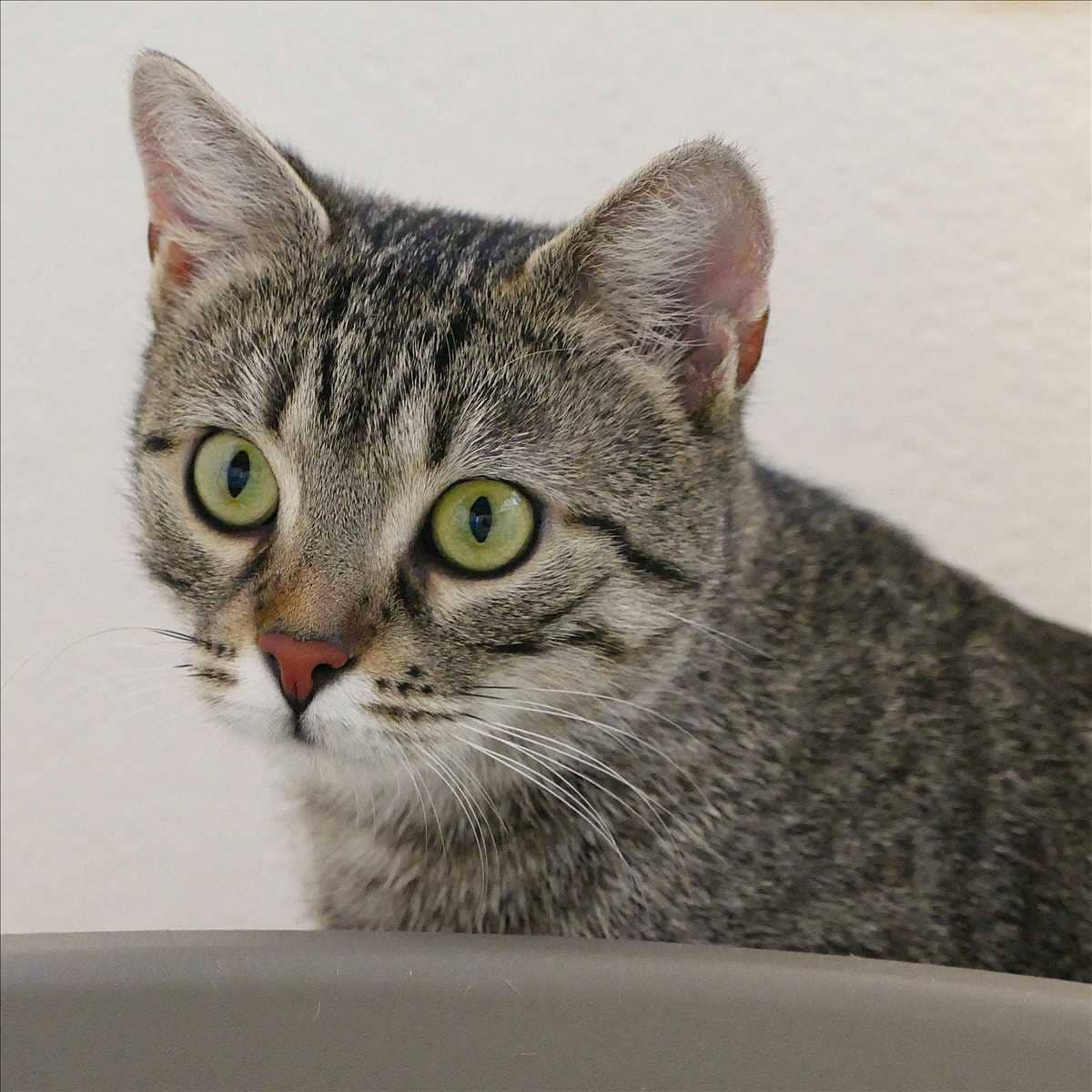 Tigerlilly, Europäisch Kurzhaar sucht ein Zuhause in München