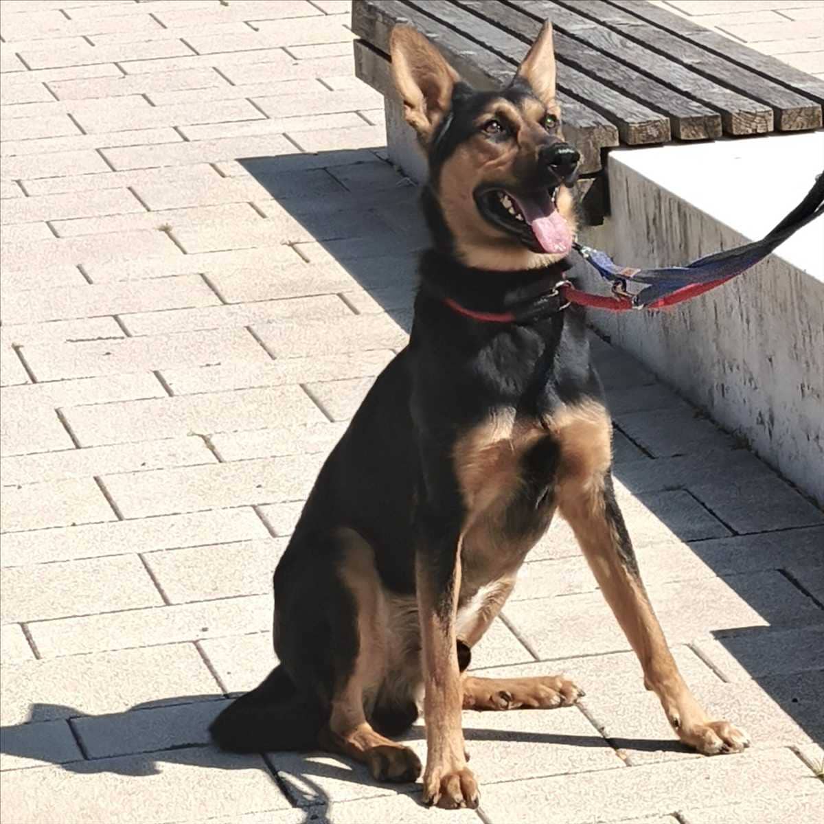 Louis, Deutscher Schäferhund-Mischling aus dem Tierheim in München (Foto 1 von 4)