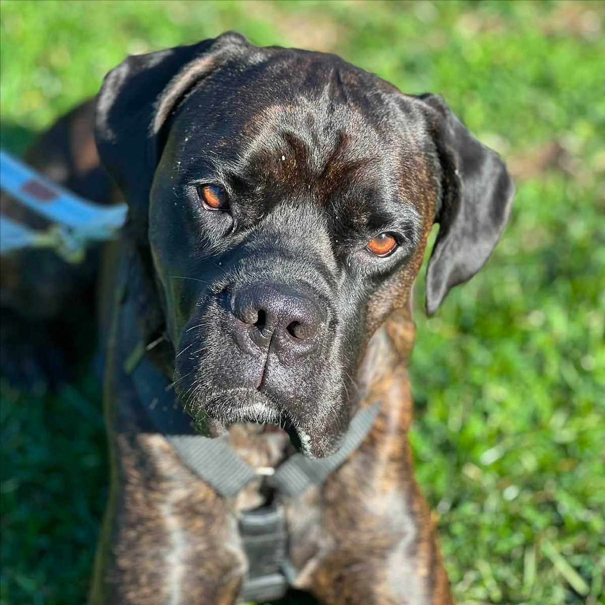 Miro, Boxer-Mischling sucht ein Zuhause in München