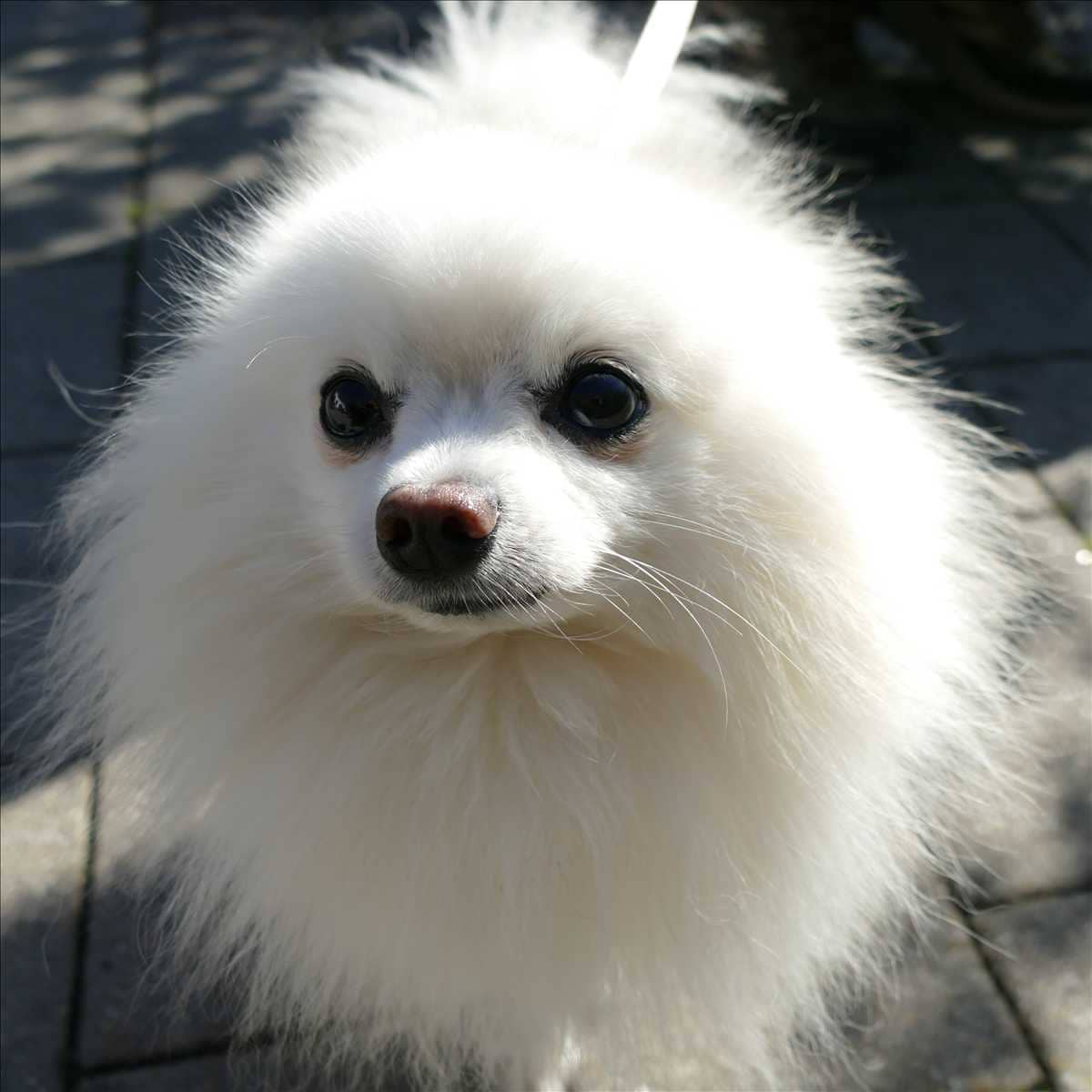 Kiko, Zwergspitz aus dem Tierheim in München (Foto 1 von 3)