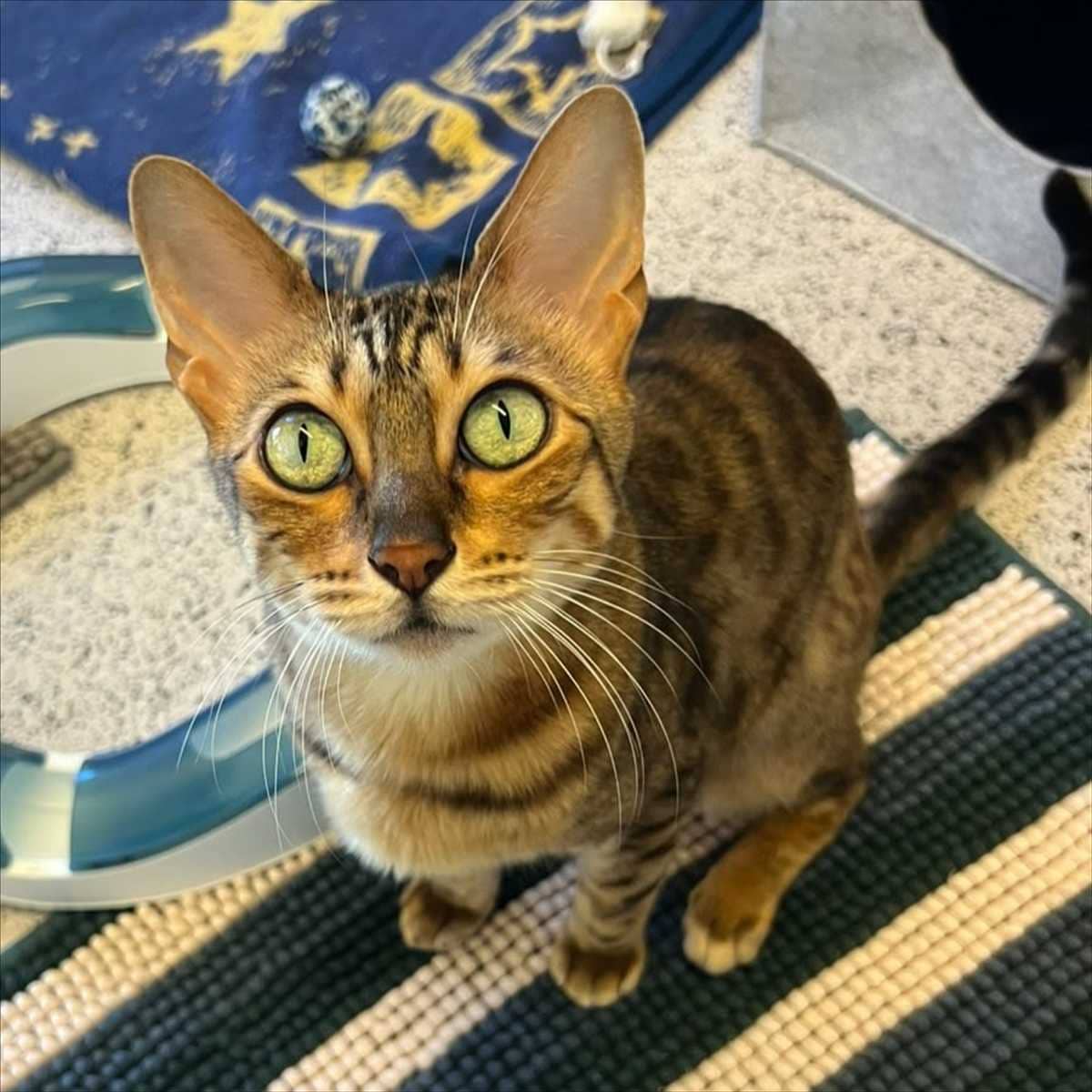 Elfie, Bengal sucht ein Zuhause in München