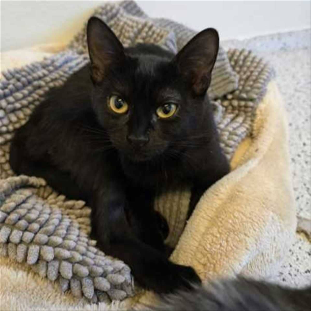 Asuka, Katzenwelpe aus dem Tierheim