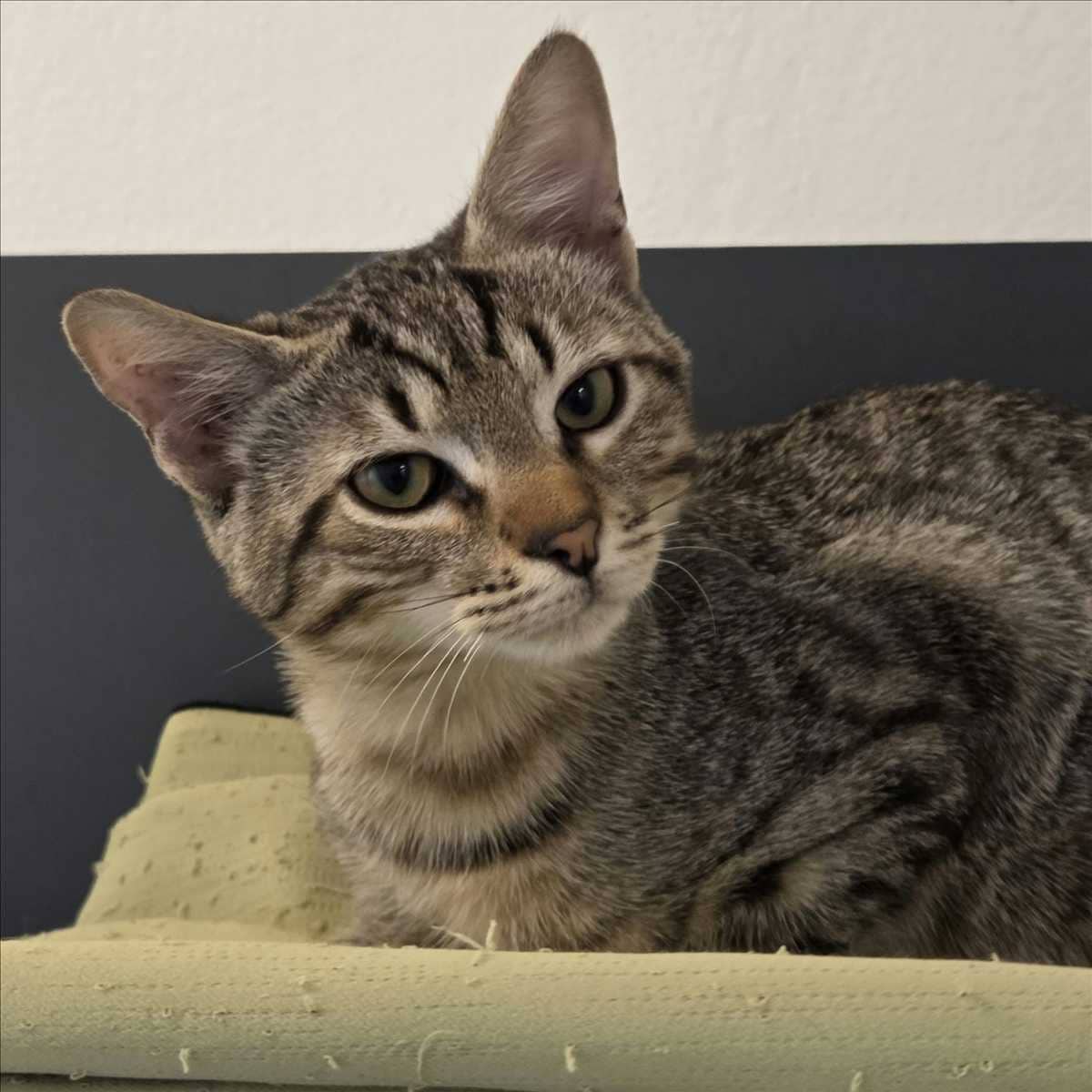 Shinji, Katzenwelpe sucht ein Zuhause in München