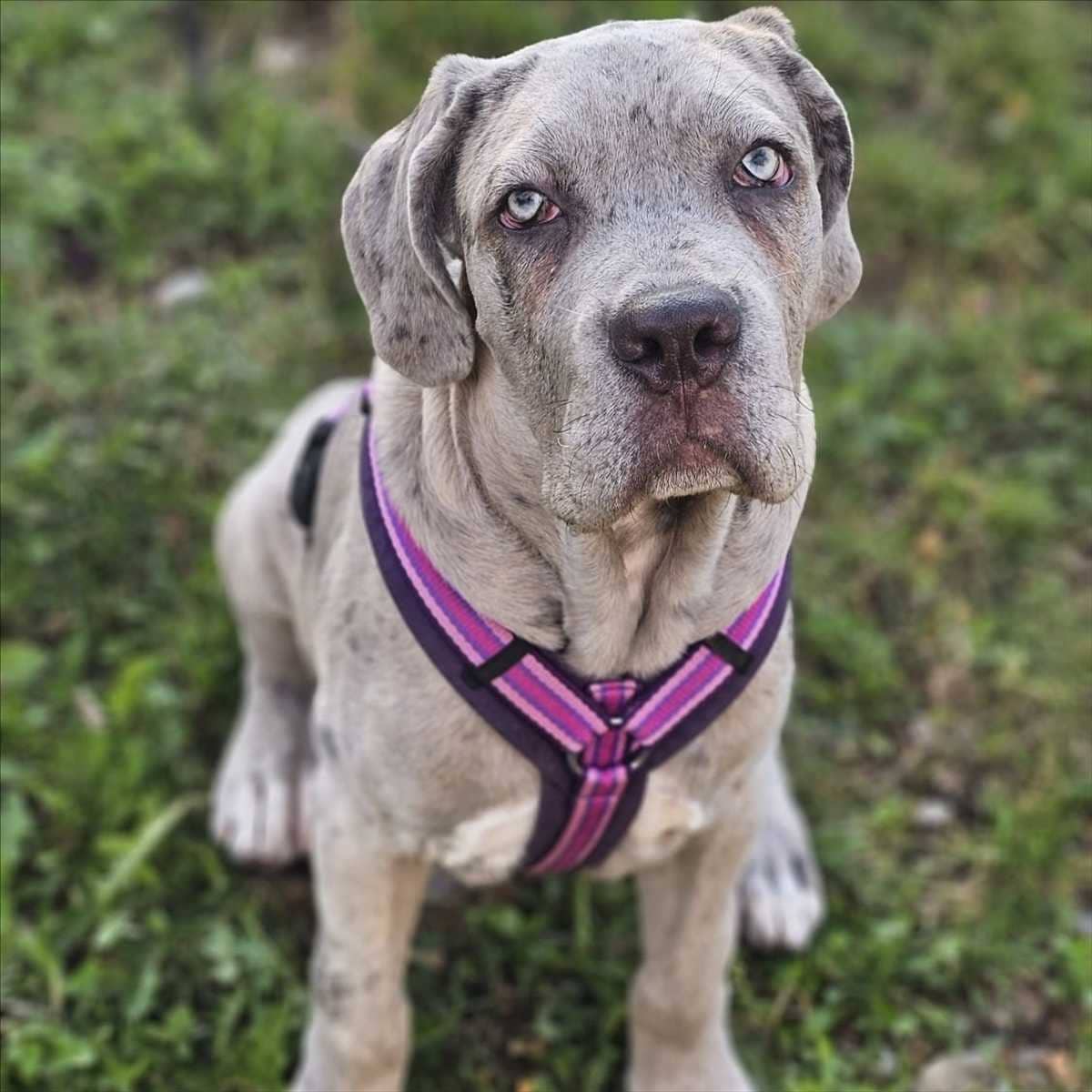 Shir Khan, Cane Corso sucht ein Zuhause in München