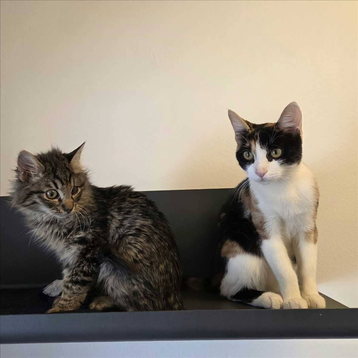 Rei, Katzenwelpe, Europäisch Kurzhaar sucht ein Zuhause in München