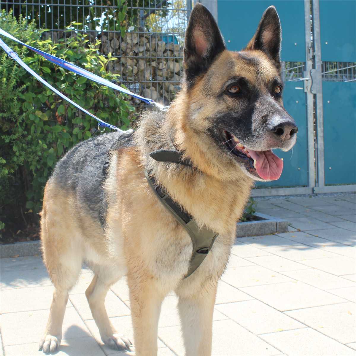 Leopold, Deutscher Schäferhund aus dem Tierheim in München (Foto 1 von 2)