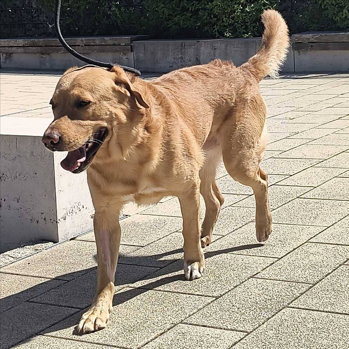 Indigo, Labrador Retriever sucht ein Zuhause in München