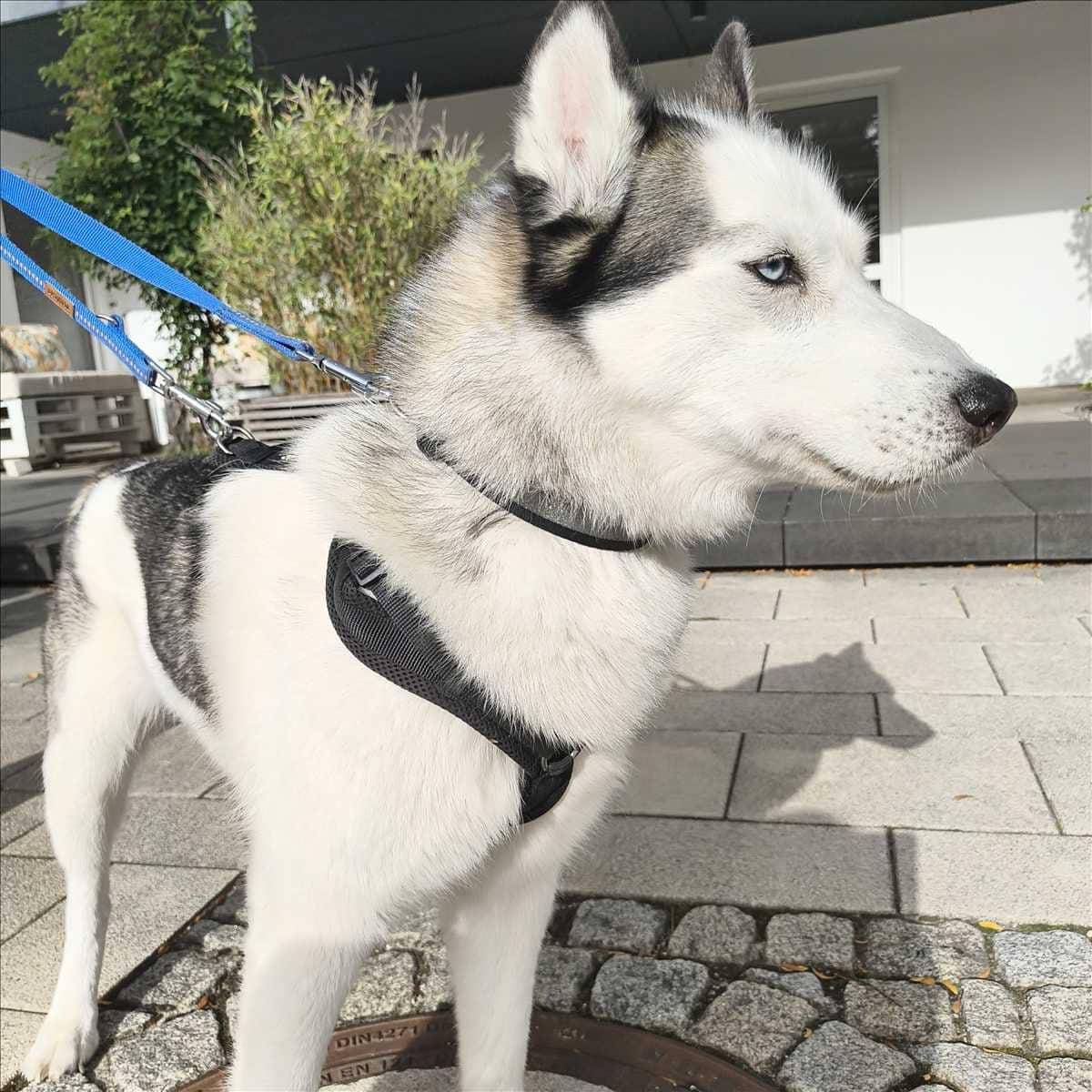 Malú, Husky sucht ein Zuhause in München