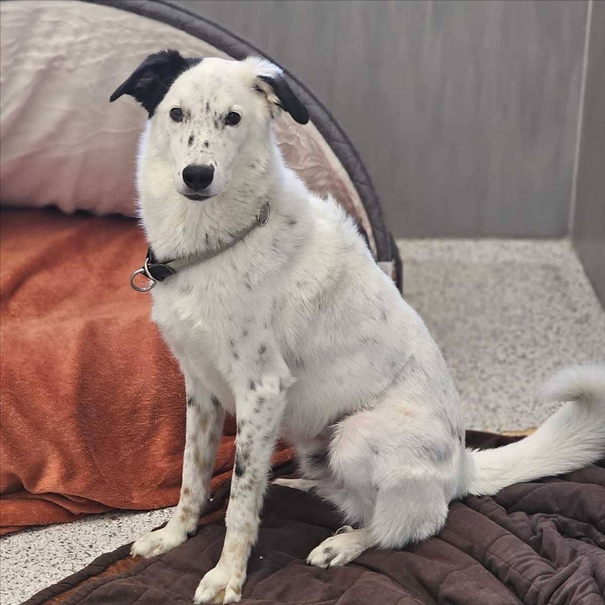 Luigi, Mischling sucht ein Zuhause in München