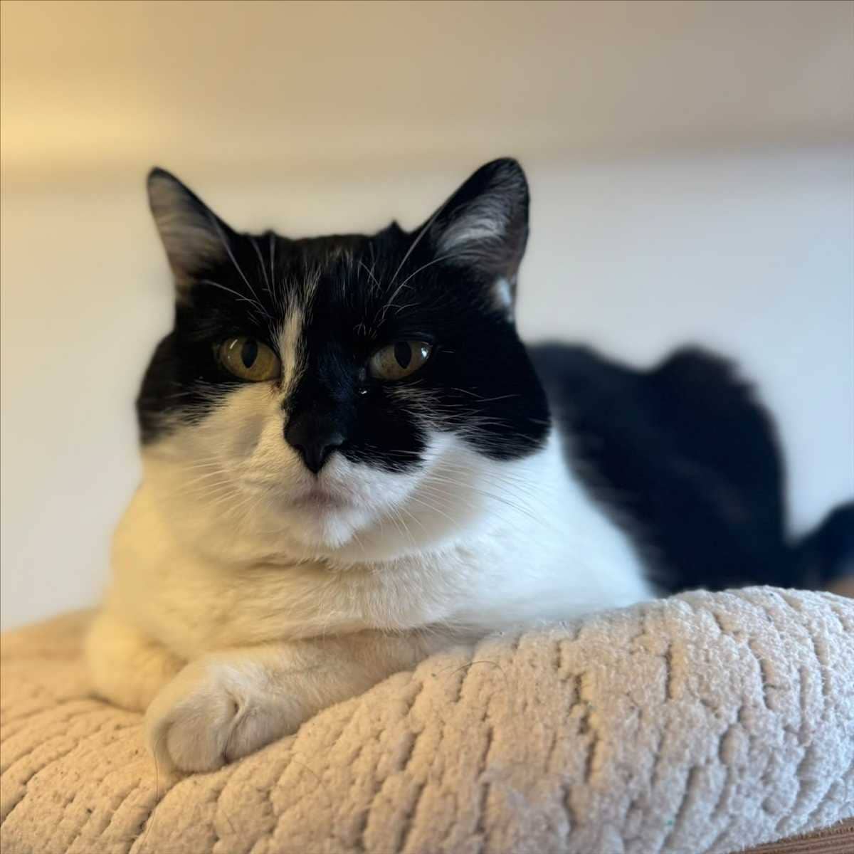 Poppy, Europäisch Kurzhaar aus dem Tierheim in München (Foto 1 von 3)