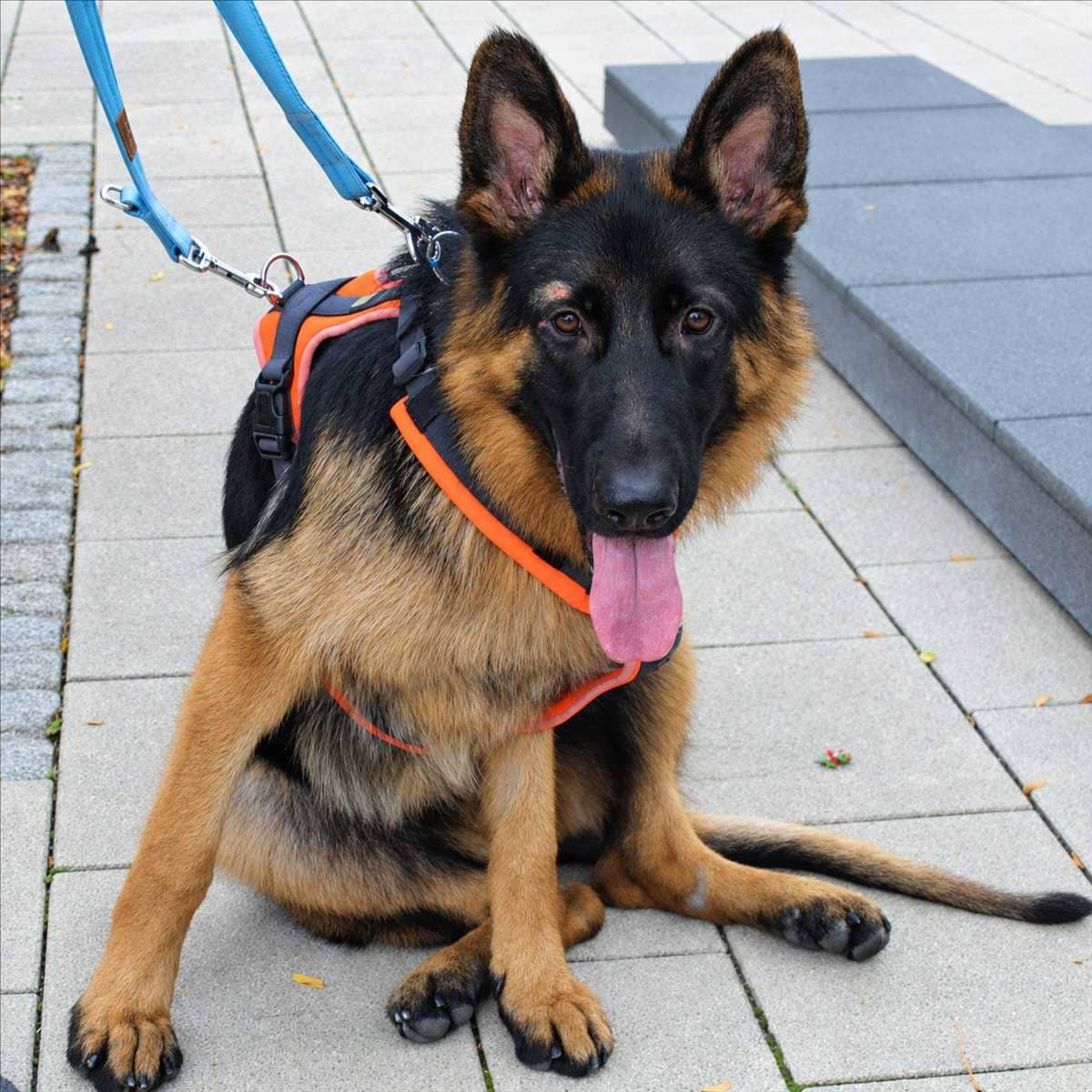 Kenda, Deutscher Schäferhund aus dem Tierheim in München (Foto 1 von 3)