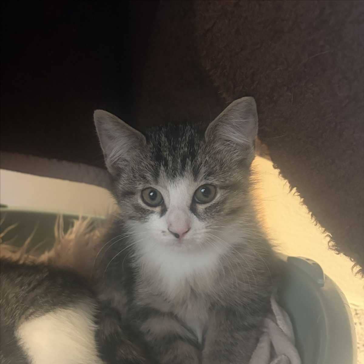 Taek-Van-Do, Katzenwelpe, Europäisch Kurzhaar aus dem Tierheim in München (Foto 1 von 2)
