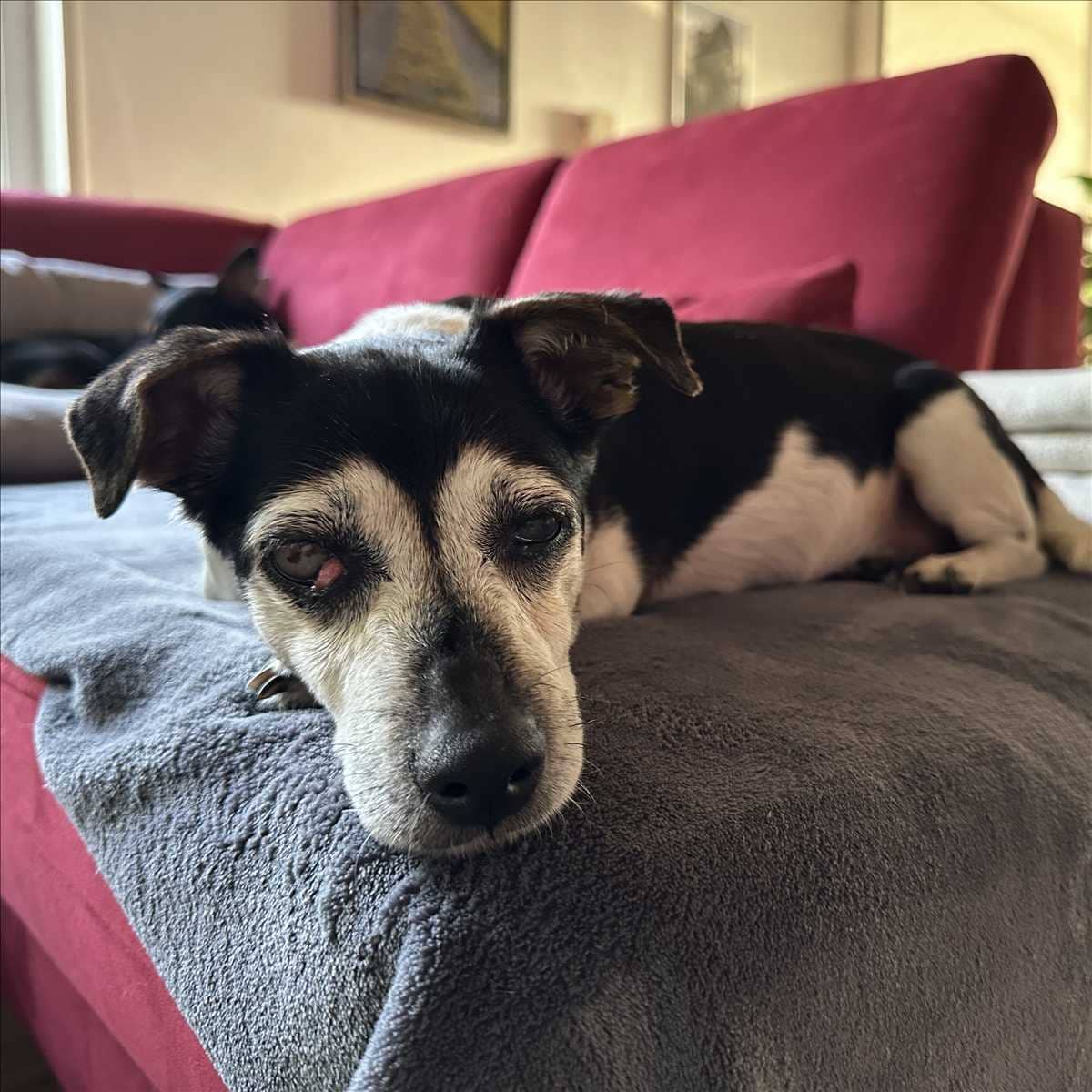 Waldtraut, Jack Russell Terrier-Mischling sucht ein Zuhause in München