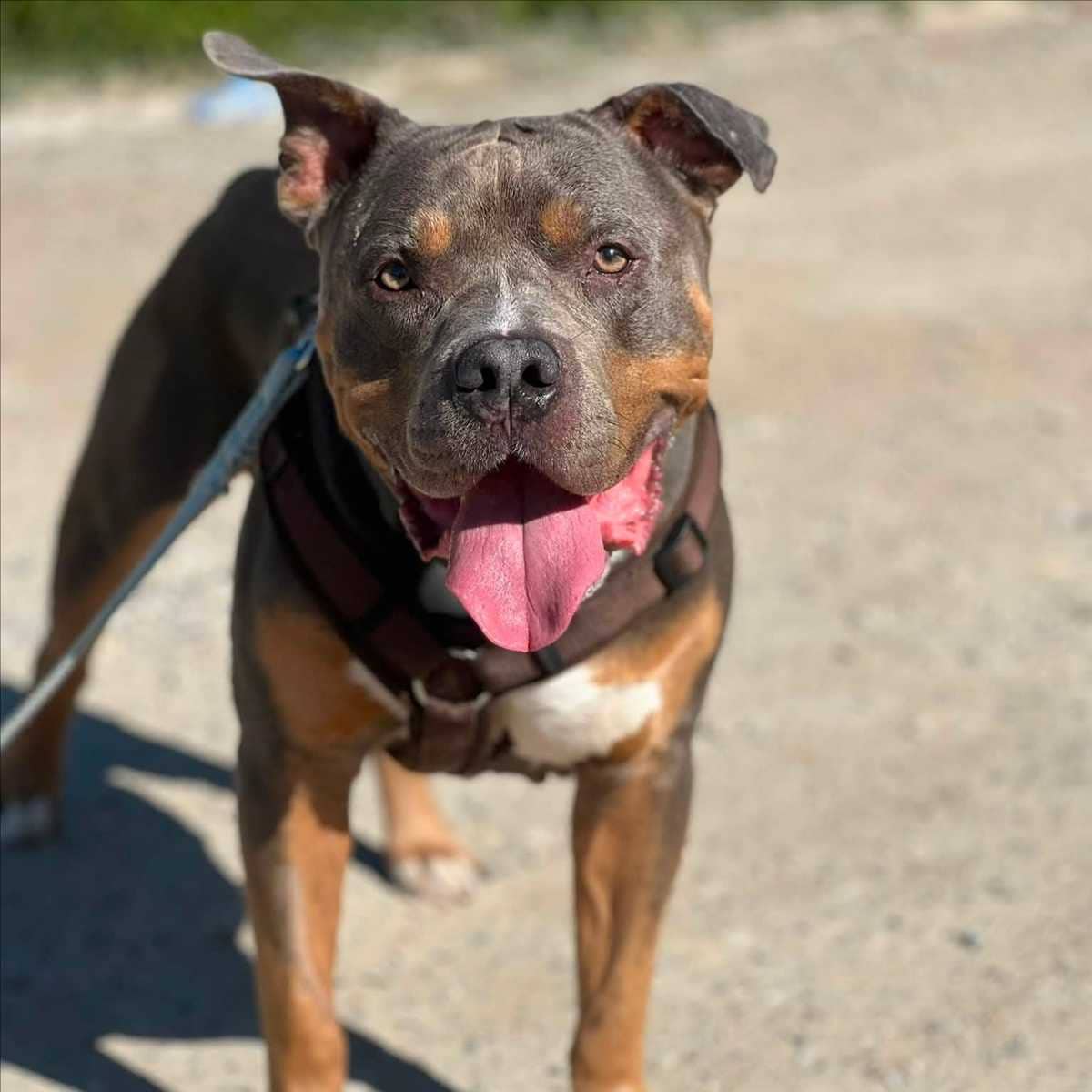 Apollo, American Bully sucht ein Zuhause in München