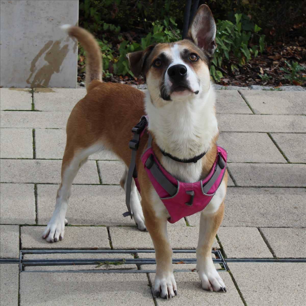 Bobi, Mischling sucht ein Zuhause in München