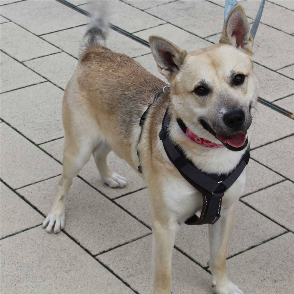 Roky, Mischling sucht ein Zuhause in München