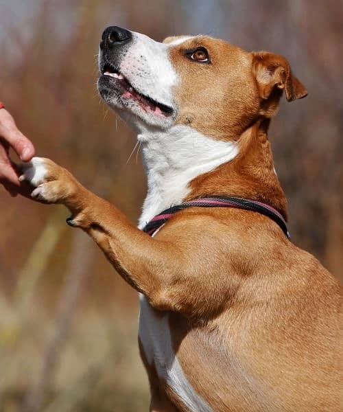 Baily, Labrador-Jack Russel Terrier-Mischling aus dem Tierheim