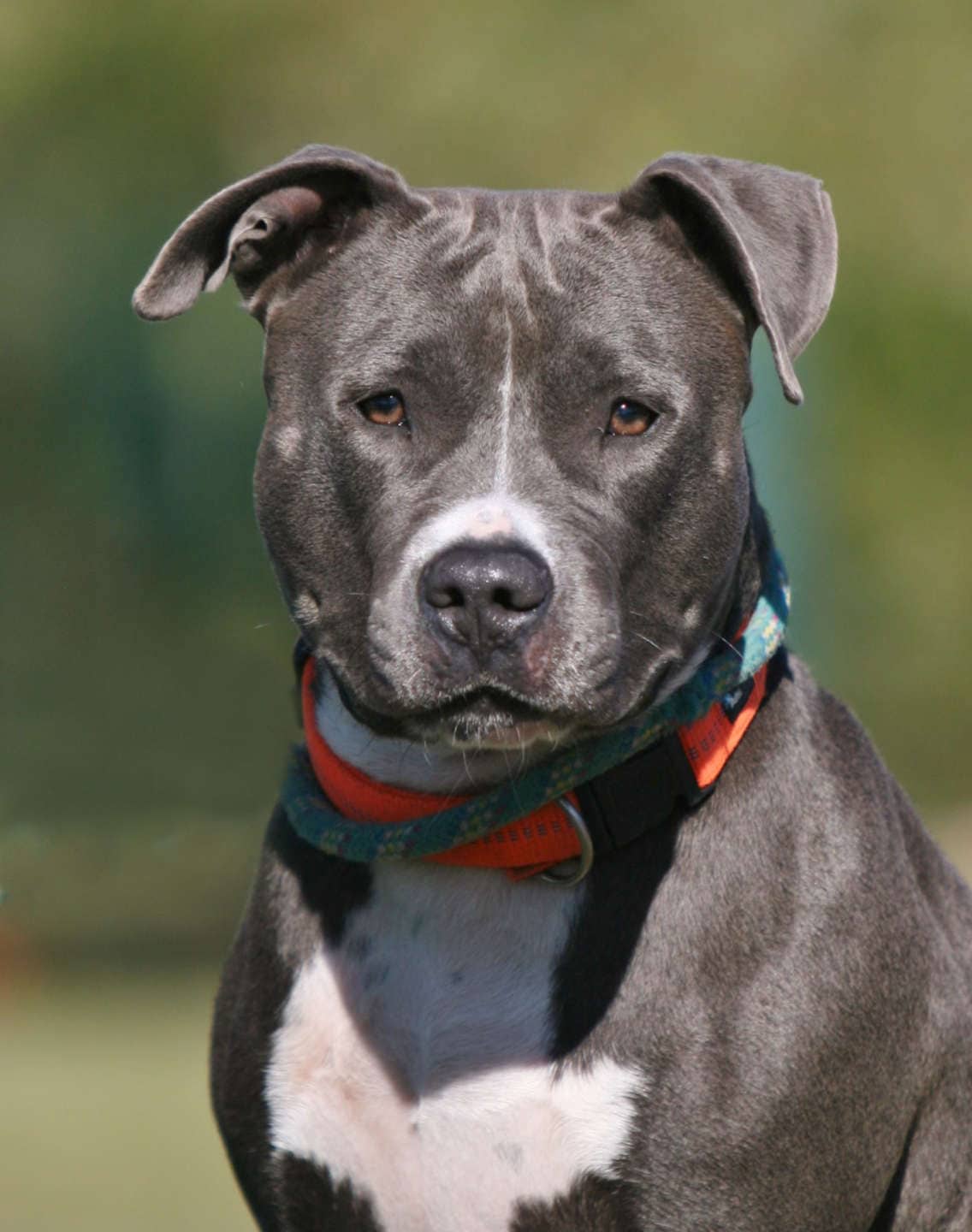 Frauke, Staffordshire Terrier-Mischling sucht ein Zuhause in Berlin