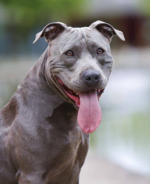 Tyra, Staffordshire Terrier-Mischling aus dem Tierheim in Berlin (Foto 1 von 6)