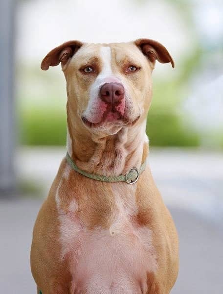 Donnie, Staffordshire Terrier-Mischling aus dem Tierheim in Berlin (Foto 1 von 10)