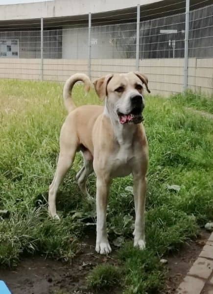 Vito, Presa Canario-Mischling sucht ein Zuhause in Berlin