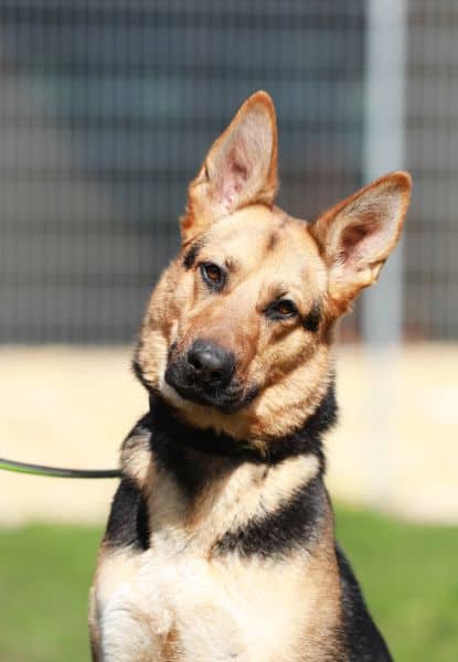 Claire, Deutscher Schäferhund-Mischling aus dem Tierheim in Berlin (Foto 1 von 12)