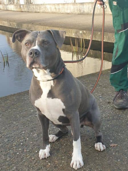 Nanuk, Staffordshire-Terrier-Mischling sucht ein Zuhause in Berlin