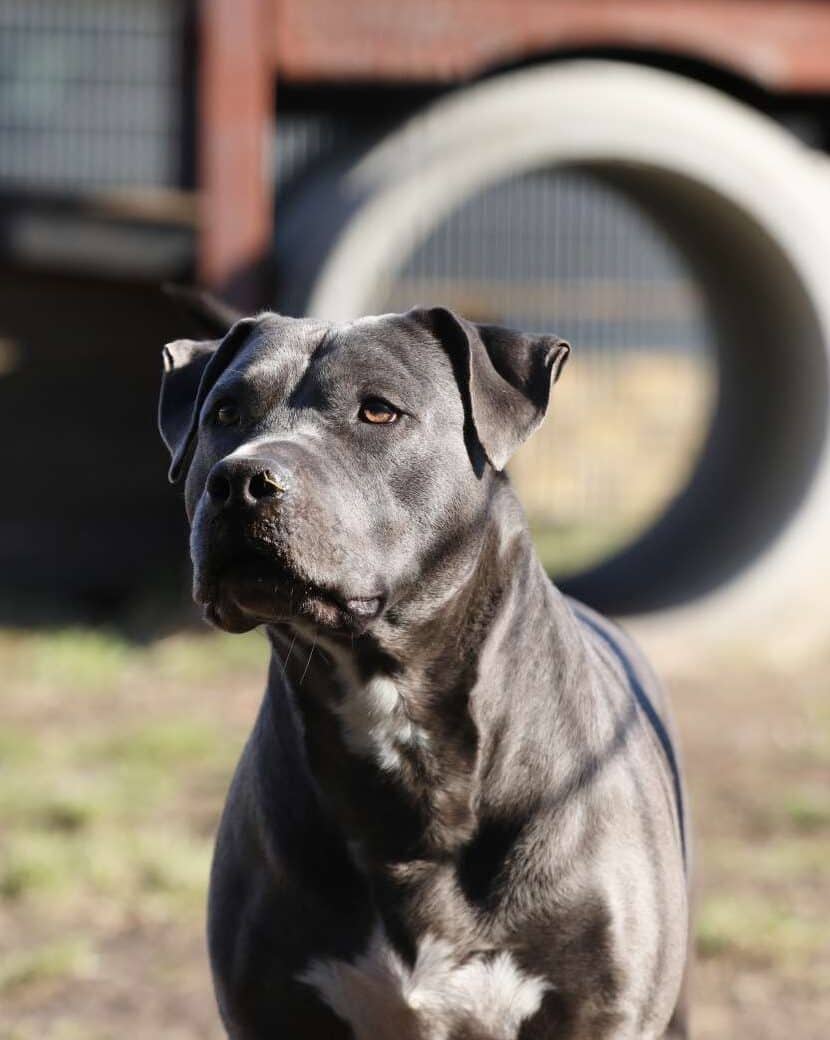 Nero, Staffordshire-Terrier-Mischling sucht ein Zuhause in Berlin