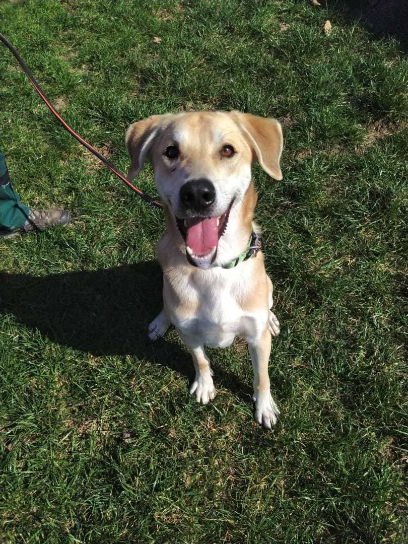 Benny, Labrador Retriever-Mischling aus dem Tierheim