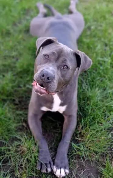 Marty, Staffordshire Terrier-Mischling aus dem Tierheim in Berlin (Foto 1 von 2)
