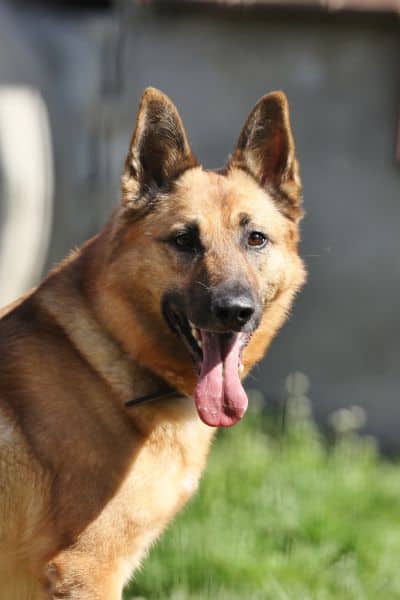 Tango, Deutscher Schäferhund sucht ein Zuhause in Berlin