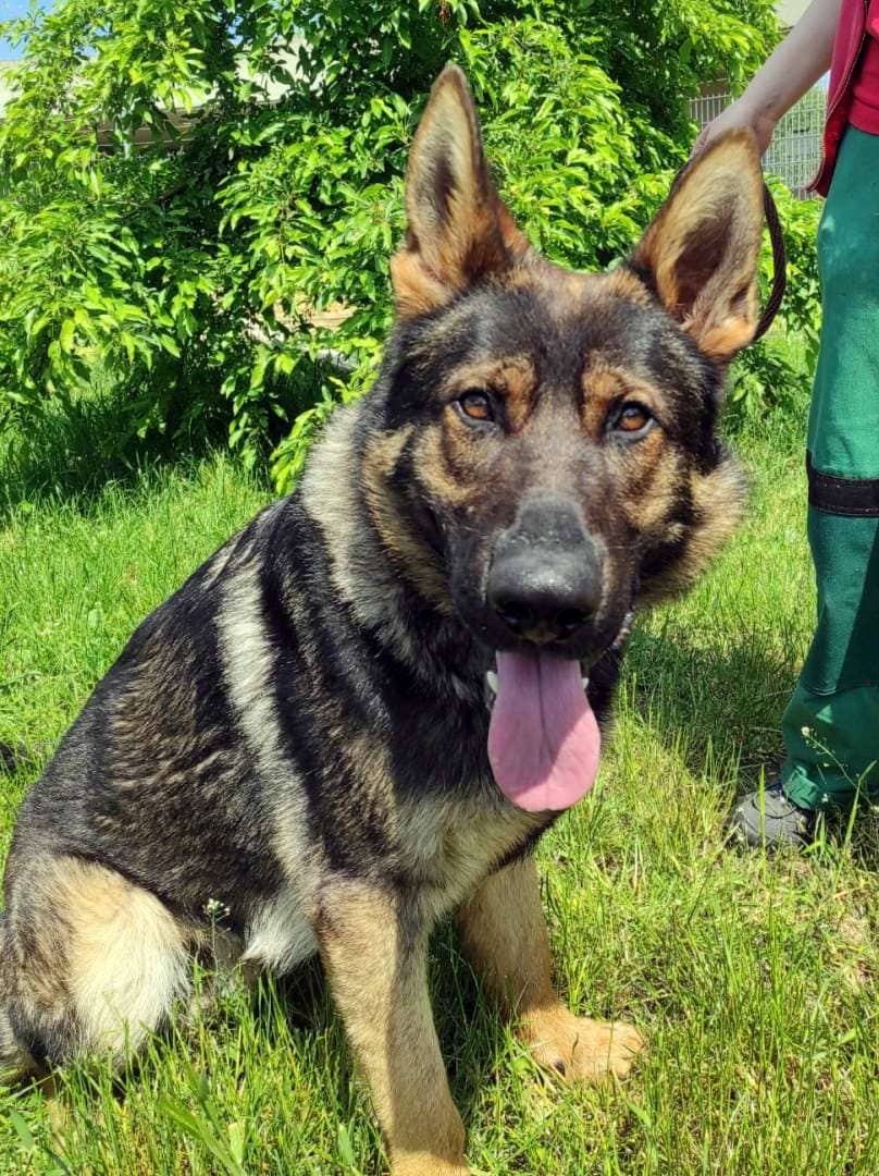 Hajo, Deutscher Schäferhund-Mischling sucht ein Zuhause in Berlin