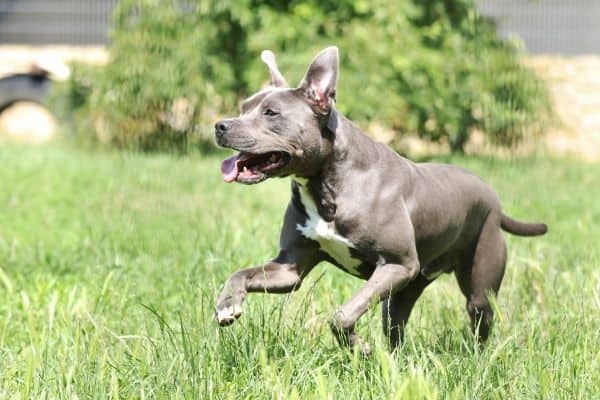 Ares, Stafford-Mischling aus dem Tierheim