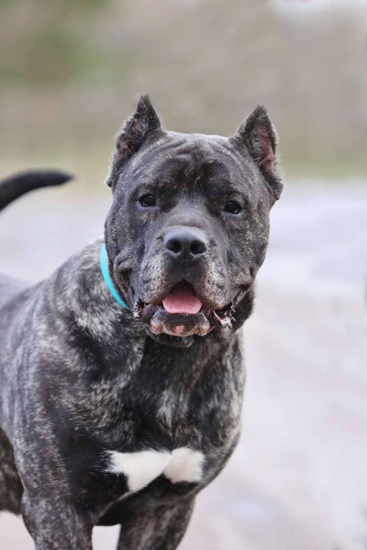 Charles, Dogo Canario aus dem Tierheim in Berlin (Foto 1 von 6)