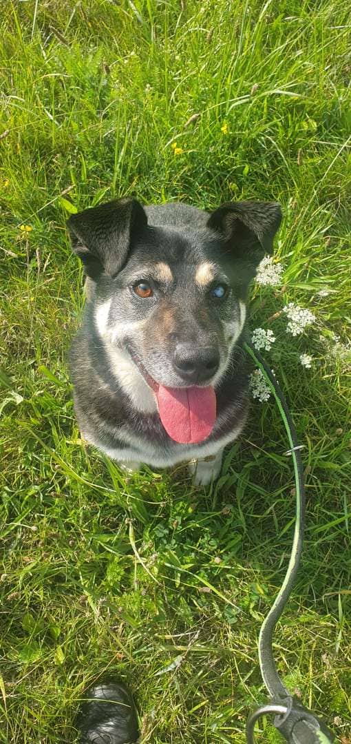 Michi, Husky-Corgi-Mischling sucht ein Zuhause in Berlin