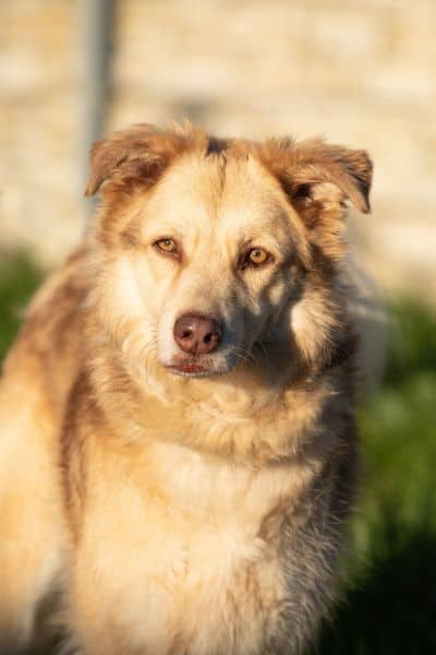 Maxi, Golden Retriever-Mischling aus dem Tierheim in Berlin (Foto 1 von 8)