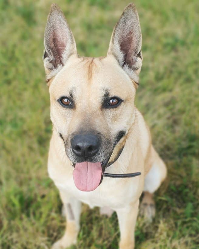 Snacks, Malinois-Mischling sucht ein Zuhause in Berlin