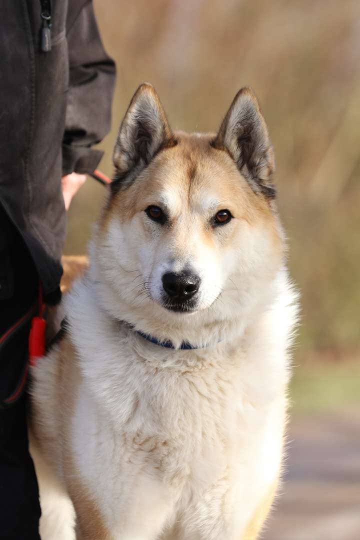 Enrico, Laika sucht ein Zuhause in Berlin