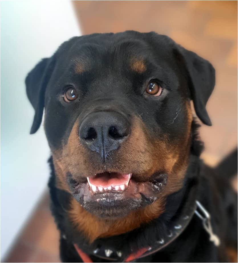Balu, Rottweiler sucht ein Zuhause in Berlin