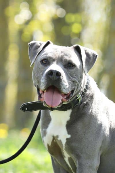 Blue, Staffordshire Terrier-Mischling sucht ein Zuhause in Berlin