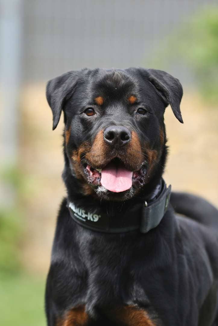 Fino, Rottweiler sucht ein Zuhause in Berlin