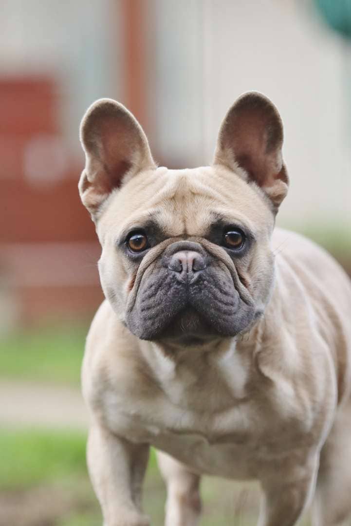Cody, Französische Bulldoge sucht ein Zuhause in Berlin